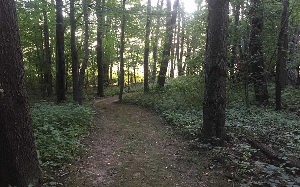 Dirt trail through trees with sky coming through 
